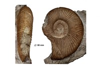 Berriasella richteri